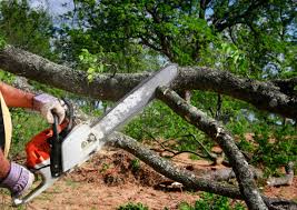 Best Utility Line Clearance  in Avonmore, PA