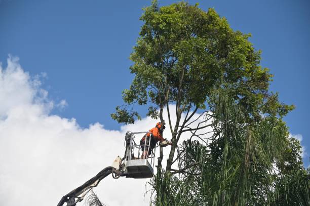 Lawn Renovation and Restoration in Avonmore, PA