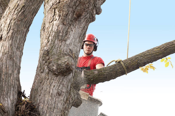 Best Palm Tree Trimming  in Avonmore, PA